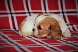 Cavalier King Charles Yavrular 1232 Hondjes