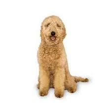 Goldendoodle puppies are ideal for families, especially with children. Goldendoodle Puppies For Sale By Reputable Breeders Pets4you Com