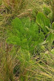 Image result for Afrosciadium rhodesicum