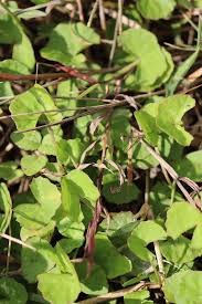 Image result for Mondia ecornuta