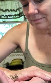 Hello everyone! New member as of this evening, so I thought I'd share some  photos I took yesterday of a couple of my spiders! These are two different  species from the genus