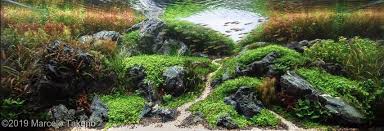 Very colorful, with elaborate hardscape, very flowing and rich in details. 51 Brazilian Style Aquascapes Ideas Aquascape Aquascape Aquarium Aquarium