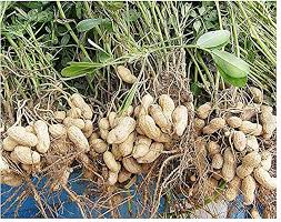 Image result for Arachis