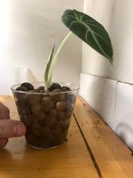 Totally submerged plants are the true water plants or hydrophytes. Was Given This Plant In Leca Today Is This A Good Level For The Water At Thumb Roots Are Partially Submerged Houseplants