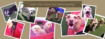 Find current pet policies, deals, discounts and phone numbers for dog friendly punta gorda florida hotel and motel rooms. All American Pet Resorts Ft Myers Home Facebook