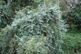 Image result for Buddleja madagascariensis