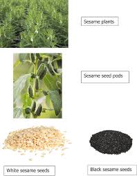 Image result for Sesamum indicum