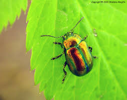 Image result for Chrysochloa