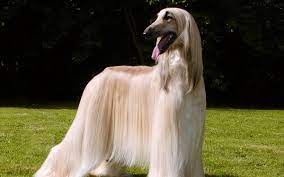 Little tricolor dog is sitting in front of white background. 13 Famous Long Haired Dog Breeds Around The World