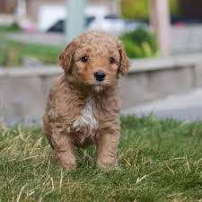 Australian kelpie australian mountain doodle australian shepherd australian terrier azawakh barbet basenji basset hound beabull beagle beaglier bearded collie beauceron bedlington terrier belgian malinois. Beautiful Australian Labradoodle Puppies For Sale In Cedar Hills Utah Classified Americanlisted Com