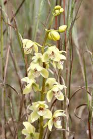 Image result for Ottelia kunenensis