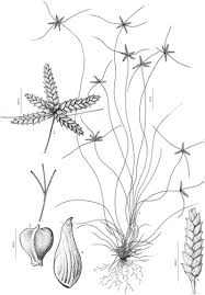 Image result for Pycreus pumilus