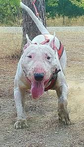 English Bull Terrier Kopek