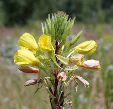 Image result for Primrose Yellow 1958 Admiral