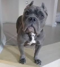 Merhaba Americanbully Bully Bullypuppy Bullylove Pocketbully Puppy Puppies Puppybulldog Merhaba Americanbully Bulldog Puppies Pocket Bully Puppies