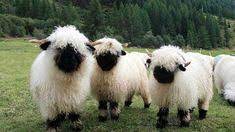 The origins of the breed are uncertain. 37 Valais Blacknose And Scottish Blackface Sheep Ideas Sheep Valais Animals