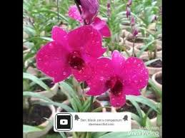 Plants that are considered safe: Dendrobium Black Cat X Compactum Youtube
