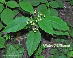 Find Milkweed Plants And Milkweed Seeds For Monarchs 25 Butterfly Garden Plants Milkweed Plant Milkweed