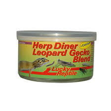 Insectes En Boite Pour Lezard