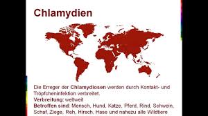 Chlamydien werden meist sexuell übertragen und können vielfältige symptome verursachen. Chlamydien Infektion Symptome Youtube
