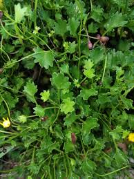 Image result for Cineraria saxifraga