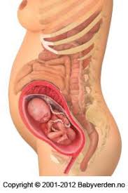 Jessica simpson gravid med sitt tredje barn. 27 Uker Gravid Babyverden No