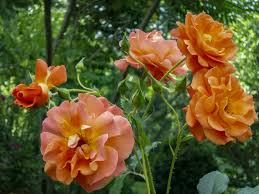 Rosa 'westerland' is a versatile rose. 10 Best Climbing Roses