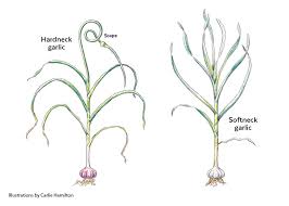 We did not find results for: How To Grow Garlic Garden Gate