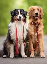 Golden Retriever Australian Shepherd Petsochic Customized Dog Collars And Leashes Goldenretriever Kopek Turleri Sevimli Hayvan Yavrulari Yavru Kopek
