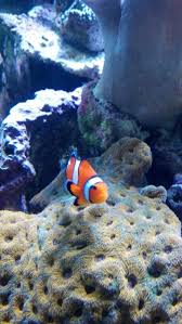 Just like the parents, rainbow fish fry requires low maintenance. Tong S Tropical Fish Fountain Valley Ca Fish Pet Tropical Fish Animals