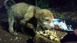 But, food banks often have relationships with local restaurants or bakeries which will donate extra food that is properly labeled and handled to nearby pantries, soup kitchens or shelters. Save Our Strays Please Donate Rice Dog Food Cat Facebook