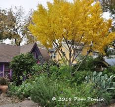 This ancient tree provides i got into design via landscape architecture, which i studied at the university of virginia. Golden Ginkgo Glory In Lucinda Hutson S Garden Digging