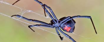 Be cautious of both black widow spiders and brown recluse spiders if bitten. Boys End Up In Hospital After Trying To Gain Superpowers From A Black Widow Bite