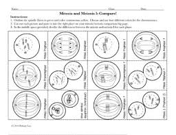 Compare Mitosis And Meiosis Cut And Paste Activity And Worksheet