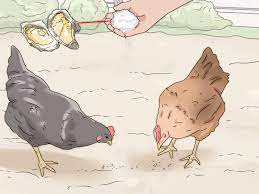 How To Feed Eggshells To Chickens 10 Steps With Pictures