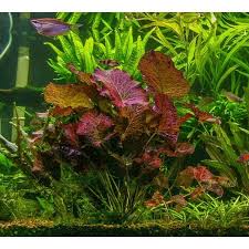 Image result for Nymphaea lotus