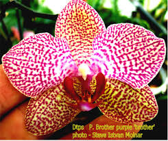 Image result for Leptoderris harmsiana