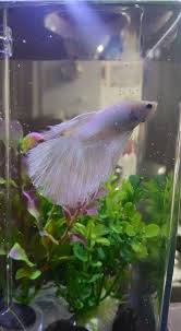My Betta Fish Is Spitting Out Food Has Not Eaten For 5 Days My Aquarium Club