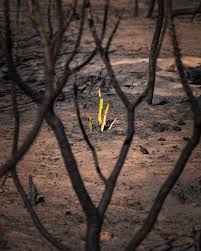 Image result for tbn:XVFRz-6Maj2JLM::www.jolmag.co.za/wildfire/images/Logos/vuvuzela_header.jpg