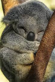 Explore liddyahh's photos on flickr. File Australia Zoo Baby Koala Asleep 1 18173740872 Jpg Wikipedia
