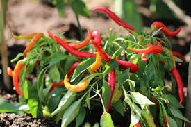 Wie pikiere ich tomaten, chili & co? Chili Anbau Pflanzen Pflege Ernte Und Trocknen Gartendialog De
