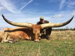 Watusi Cattle Google Search Longhorn Cattle Zebu Cattle