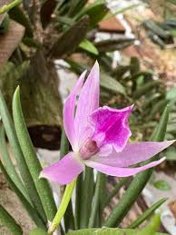 Image result for Angraecopsis gracillima