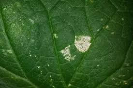 Image result for thrips damage on cucumber