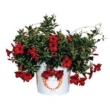 Image result for dipladenie hybrida rio obrázek