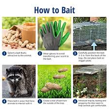 There's two ways to live trap a groundhog with a live trap.with bait or without bait. Havahart 1045 Live Animal Two Door Raccoon Stray Cat Opossum And Groundhog Cage Trap