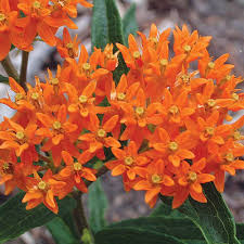 Maybe you would like to learn more about one of these? Drought Tolerant Plants White Flower Farm