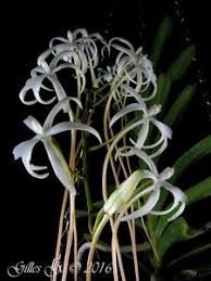 Image result for Ypsilopus