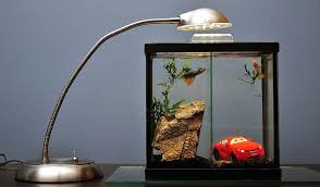 Ikan cupang juga memiliki alat pernafasan tambahan yang disebut dengan labirin (labyrinth). Apakah Ikan Cupang Menyukai Cahaya Aquaama