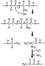 Post the definition of proenzyme to facebook share the definition of proenzyme on twitter. Processing Of Mammalian And Plants Adenosylmethionine Decarboxylase Proenzymes Journal Of Biological Chemistry